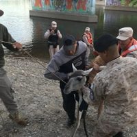 Personal de fauna de Neuquén rescató un guanaco de las aguas del Limay