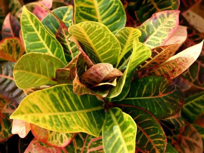 La planta multicolor que sobrevive a todo y esconde un regalo para tu salud: mirá dónde ponerla
