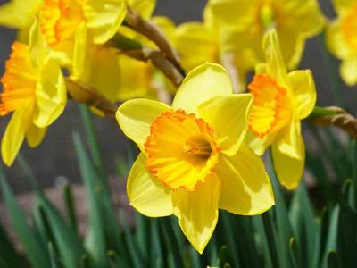 5 plantas que, cuando florecen, te dejan sin aliento