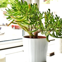 Plantas y el dinero: cuáles son las que tenés que tener sí o sí en tu hogar para atraer la abundancia