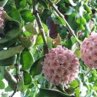 El truco para reproducir tu planta Hoya carnosa con éxito y llenar tu jardín con flores de cera
