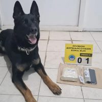 Un perro detector sorprendió a un pasajero de un colectivo que llevaba más de medio kilo de cocaína