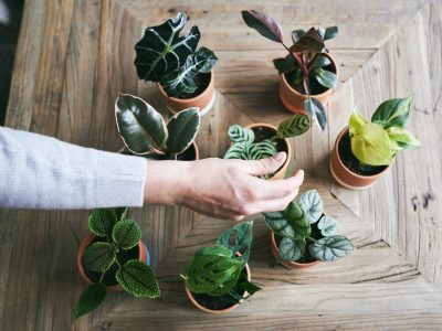 Solo con latas viejas que tenés en casa: hacé estas hermosas macetas para los hijitos de tus suculentas