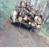 Tala ilegal en el Cerro Otto: la Municipalidad de Bariloche formalizó la denuncia