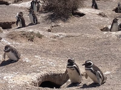 Alerta en el Área Natural Protegida Punta Tombo: dañaron 140 nidos de pingüinos