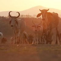 Exportaciones ganaderas frenadas por gusano barrenador dejan pérdidas por 700 mdd: Comecarne
