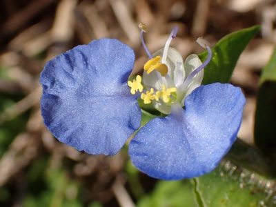 La planta que crece como yuyo en tu jardín y cuyas hermosas flores tienen un potente poder curativo