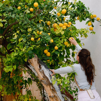 Así hacen los viveros para reproducir los limoneros y que en poco tiempo estén llenos de limones
