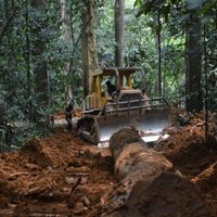 Diez canchas de fútbol por minuto: esa fue la destrucción de los bosques tropicales en 2021