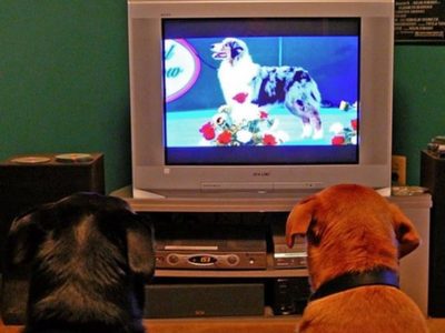 ¿Qué programas prefieren ver los perros en televisión?