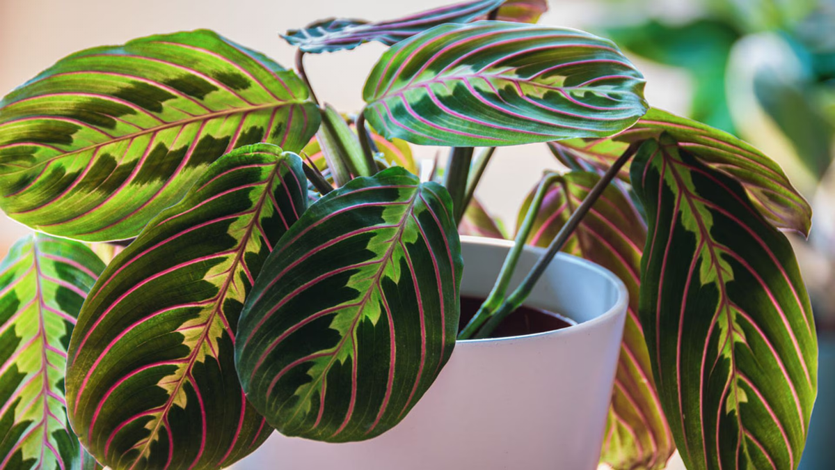 Maranta. Fuente: (Instagram)