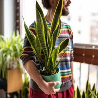 Según la ciencia, la famosa planta que tenés que tener sí o sí en tu dormitorio