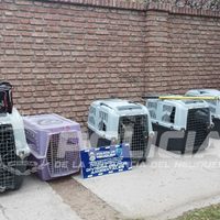 Otro allanamiento en el barrio Cumelén en una casa de acumuladores compulsivos