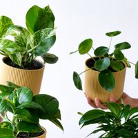 4 plantas con poderes espirituales que limpian tu hogar de la negatividad y atraen abundancia y buenas vibras