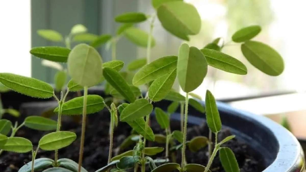 Planta. Fuente: (Instagram)
