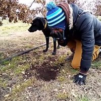 Una caza de trufas online para conocer una producción argentina gourmet
