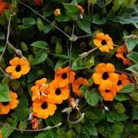 La planta que resiste todo, el frío y el calor, y da las flores más hermosas todo el año
