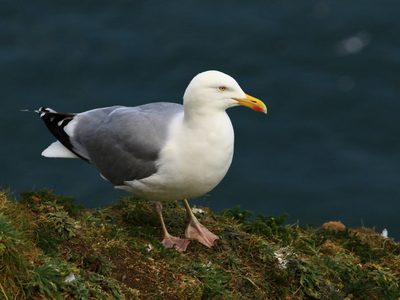 Curiosidades de la Gaviota: el ave con mucho temperamento que mantiene su pareja de por vida