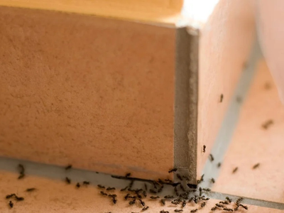 La mezcla infalible con la receta de la abuela para exterminar las hormigas que invadieron tu casa