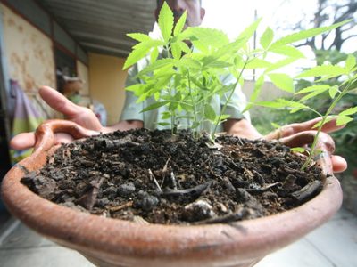 Ventajas de la legalización de la mariguana