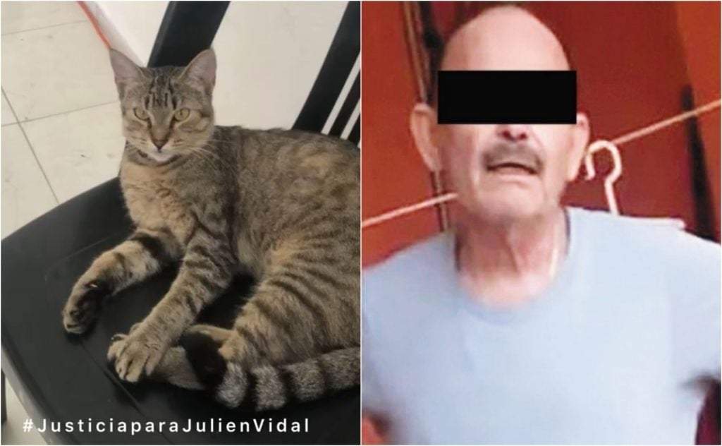 Dictan prisión preventiva a sujeto que asesinó a la gatita "Julen"