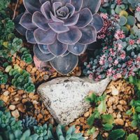 Estas son las 4 suculentas gigantes que vas a amar para decorar tu hogar