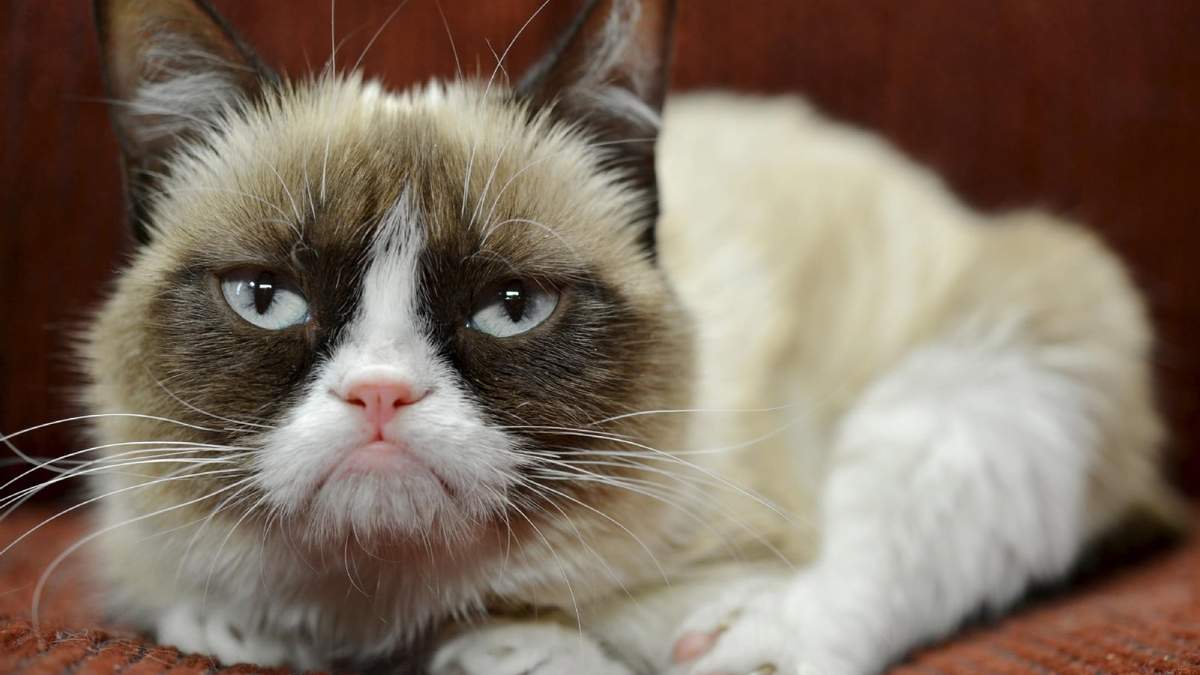 Gatito mala onda. Fuente: (Instagram)