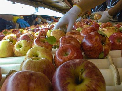 Sector frutícola: de cuánto será el aumento que acordó el sindicato con la cámara empresarial