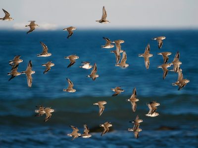 Las aves playeras llegaron a las costas y se hará su festival pero virtual
