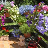 Qué plantas tenés que tener en tu balcón, según la orientación del sol, para que crezcan lindas