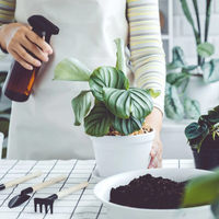 3 trucos fáciles y efectivos para convertirte en un verdadero experto con tus plantas y que estén siempre sanas