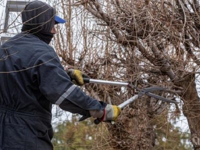 Un especialista en jardinería criticó el estado del arbolado urbano de Neuquén
