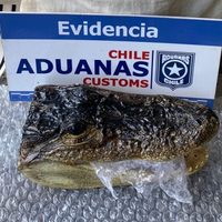 Sorprendente hallazgo en el paso fronterizo: detectaron cabeza de yacaré en el equipaje de un turista
