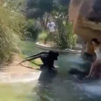 Despiden de su empleo a mujer que ingresó a zona de monos araña en zoológico de El Paso