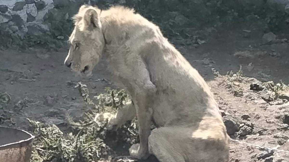 El león trasladado a Hidalgo