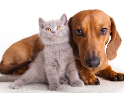 La Municipalidad de Neuquén hará el primer censo de perros y gatos en la historia de la capital