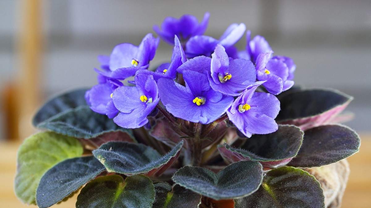 Plantas. Fuente: (Hogarmanía)