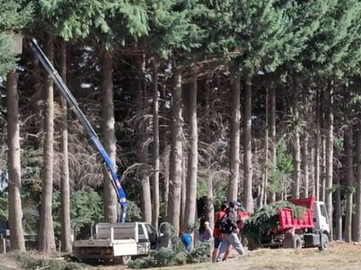 Tensión en Villa La Angostura por una poda de pinos sin aviso a la junta vecinal