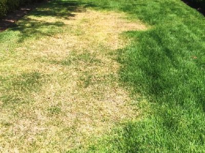 Los insectos que pasan desapercibidos en tu jardín, pero hacen estragos en tu césped