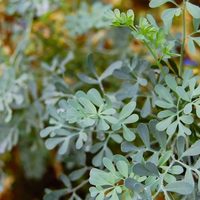 La planta que tenés que tocar antes de salir de tu casa si querés tener un buen día