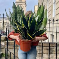 No solo es decorativa: el secreto sobre la Sansevieria que no sabías y que te ayuda a mejorar tu salud