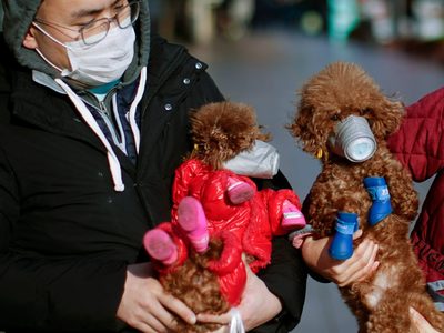 Detectan el primer caso: contagio de coronavirus por parte de una persona hacia un animal