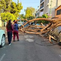 Reportan incendio, caída de árbol sobre un auto y fuga de gas tras sismo de 6.5 en CDMX (Video)
