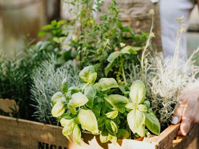 Cuatro plantas aromáticas que te ayudarán a evitar las plagas