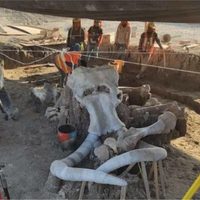 Restos de 60 mamuts hallados en Santa Lucía podrían ser parte de un grupo más grande