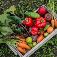 Qué hacer con la huerta cuando bajan las temperaturas: tips para el invierno