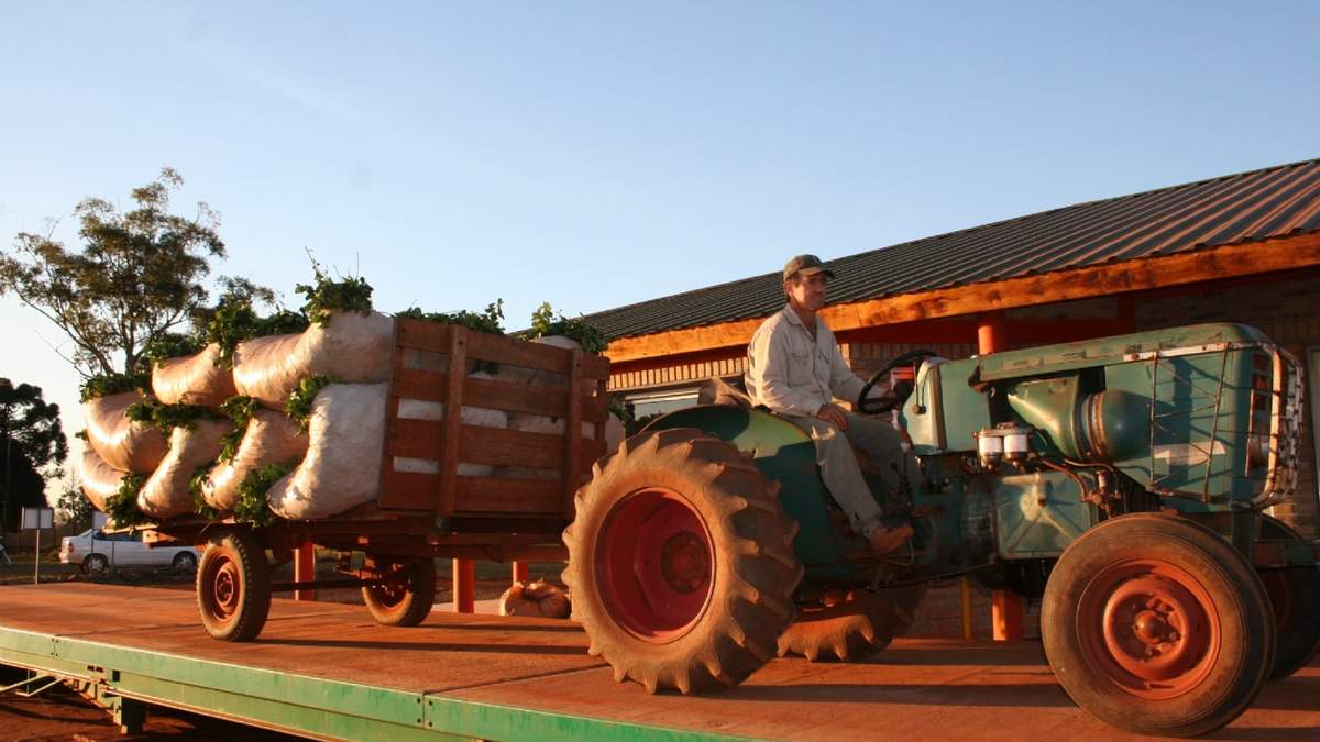 Productor de yerba. Foto: (Twitter)