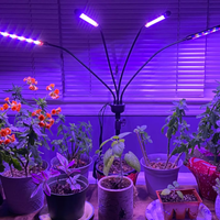 Tomá nota: cuáles luces de colores pueden estimular o no el crecimiento de tus plantas