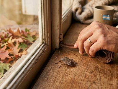 Guerra al frío: los 5 insectos que intentarán "mudarse" a tu casa este otoño y cómo frenarlos sin tóxicos