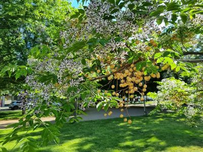 2 plantas con hermosas flores que son venenosas